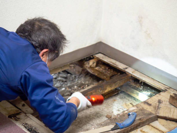 Best Attic Mold Removal  in Rustburg, VA