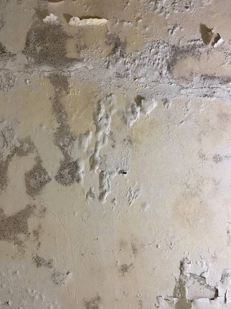 Best Emergency Mold Removal  in Rustburg, VA