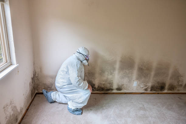 Best Certified Mold Removal  in Rustburg, VA