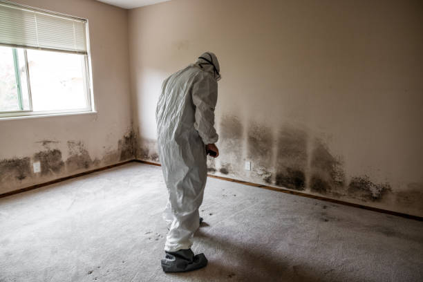Best Fast Mold Removal  in Rustburg, VA
