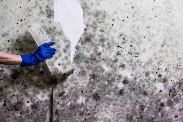 Home Mold Removal in Rustburg, VA
