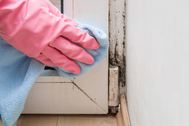 Best Best Mold Removal Companies  in Rustburg, VA